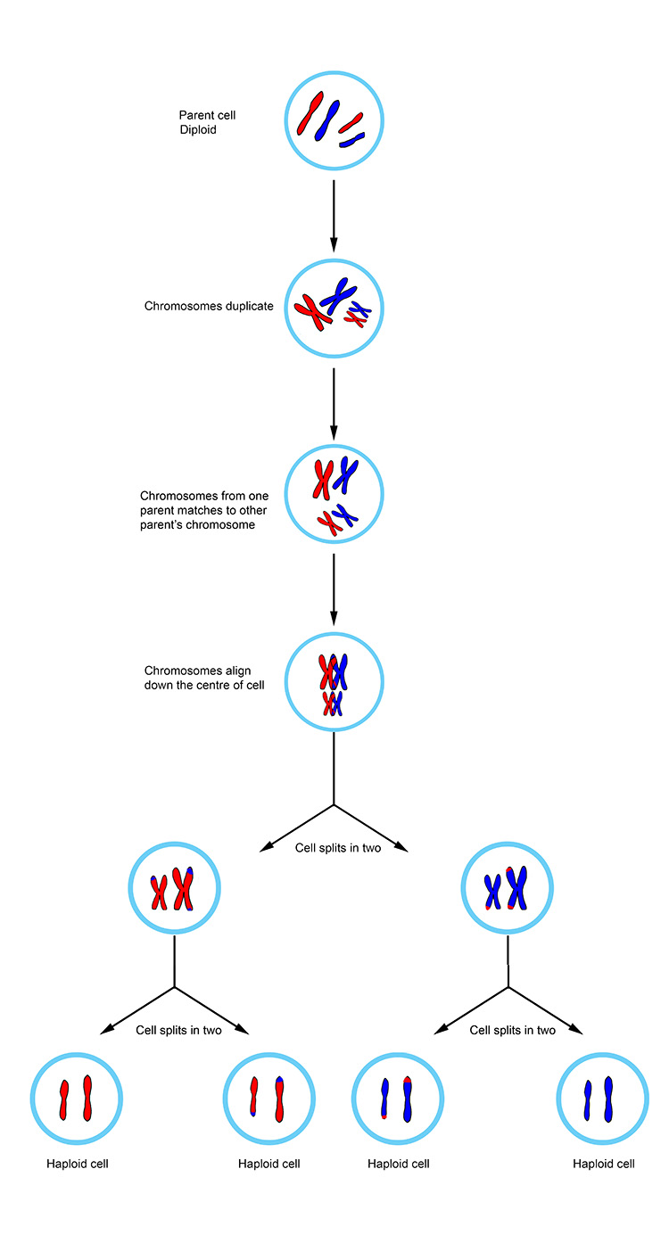 Meiosis produces four genetically different haploid cells meiosis is a reduction division 